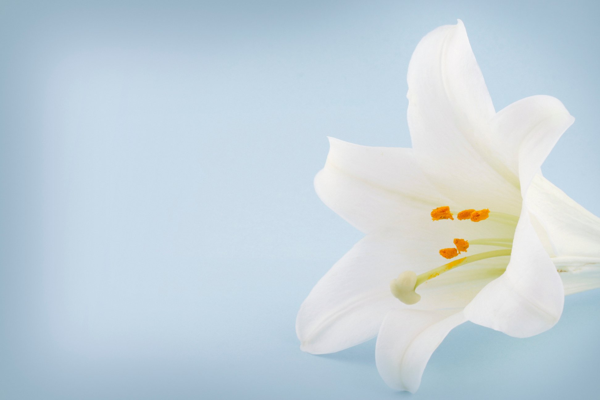 Easter Lily on a Blue Background with Copyspace