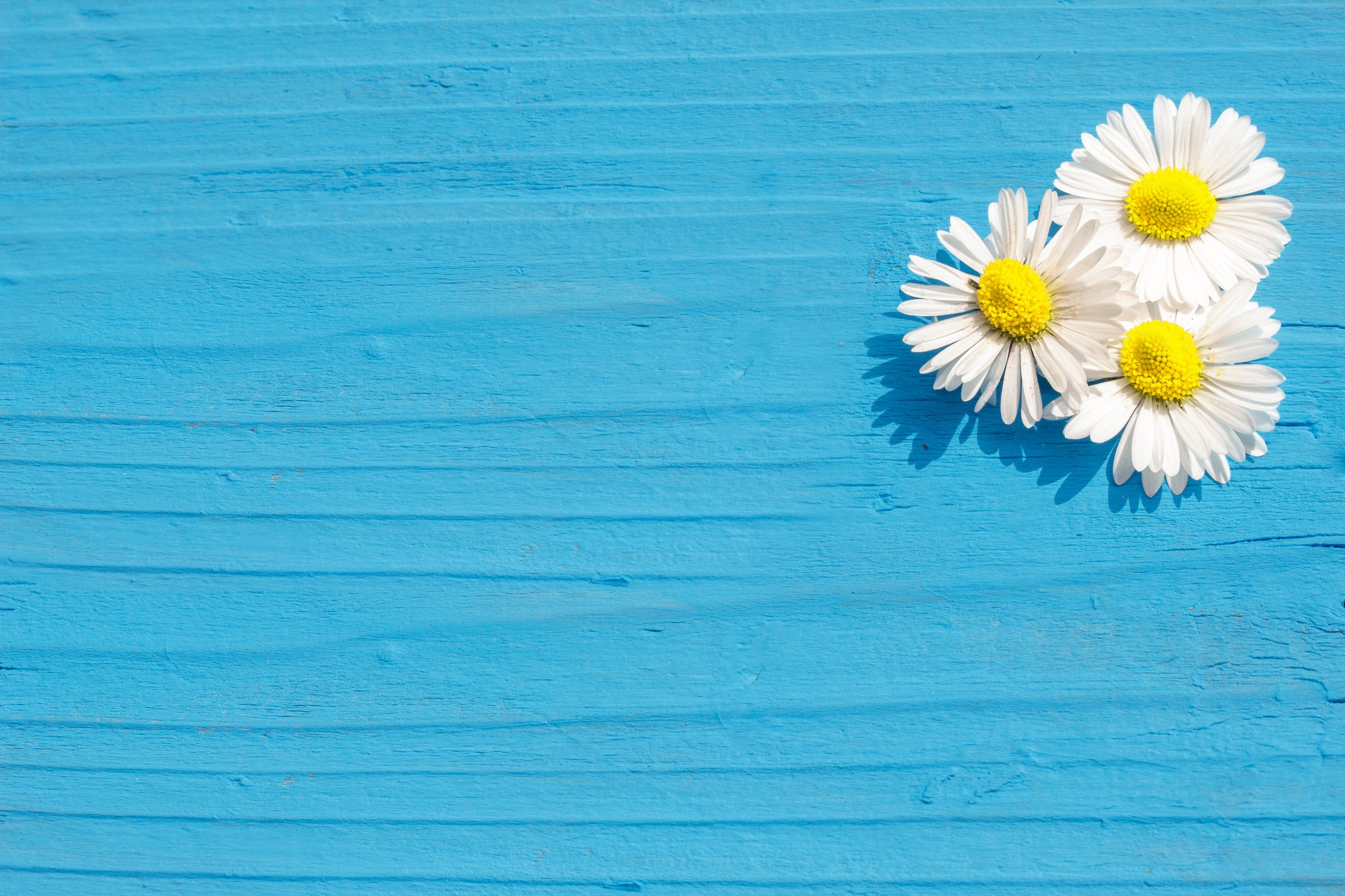 Spring background Bellis